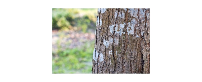La Increíble Resistencia de la Madera