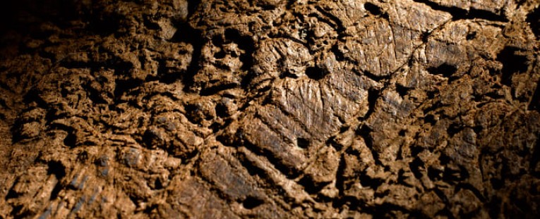 Cómo Eliminar la Carcoma en la Madera