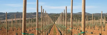 Tutores de Madera para Plantación