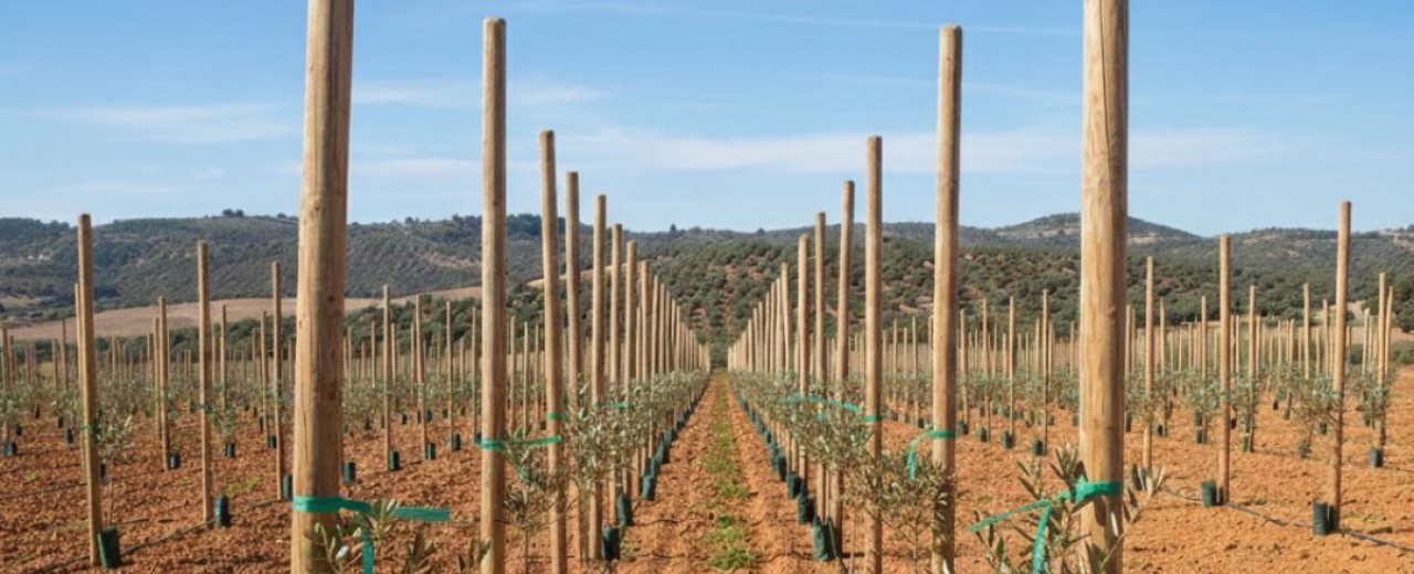 Tutores de Madera para Plantación